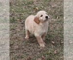 Small Photo #7 Goldendoodle Puppy For Sale in BRIGHTON, MO, USA