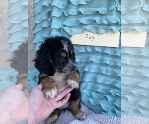 Bernedoodle Puppy for sale in GRABILL, IN, USA