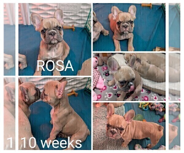 Medium Photo #11 French Bulldog Puppy For Sale in MCKINLEYVILLE, CA, USA