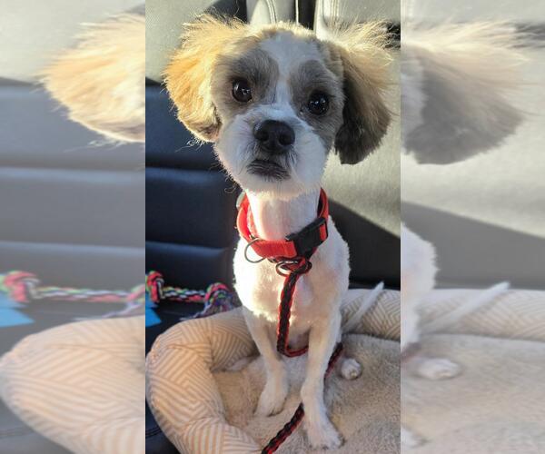 Medium Photo #1 Maltese-Unknown Mix Puppy For Sale in San Antonio, TX, USA