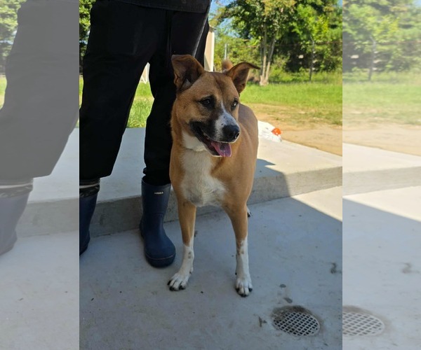 Medium Photo #5 Carolina Dog-Unknown Mix Puppy For Sale in Orangeburg, SC, USA