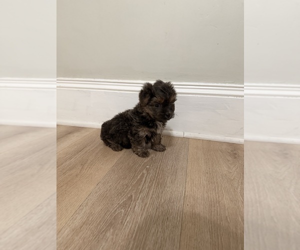 Medium Photo #1 Yorkie-Apso Puppy For Sale in PAWTUCKET, RI, USA