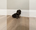 Small Yorkie-Apso