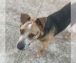 Small #6 American Staffordshire Terrier Mix