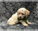 Small Photo #11 Poochon Puppy For Sale in LAKELAND, FL, USA