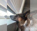 Small #3 Red Heeler Mix
