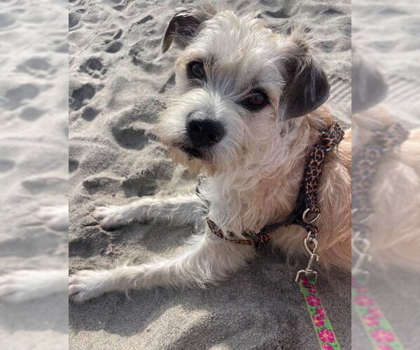 Medium Photo #5 Border Terrier-Unknown Mix Puppy For Sale in San Diego, CA, USA