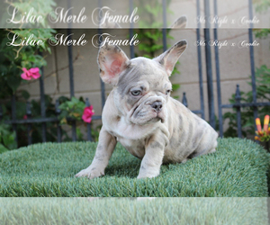 French Bulldog Dog for Adoption in CHANDLER, Arizona USA