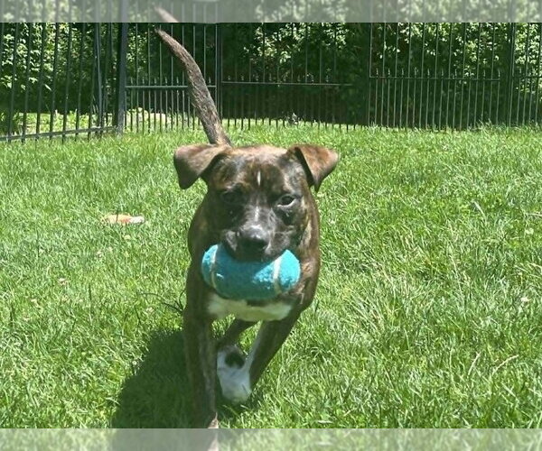 Medium Photo #6 Boxer-Unknown Mix Puppy For Sale in Springdale, PA, USA