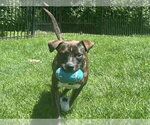 Small #5 Boxer Mix