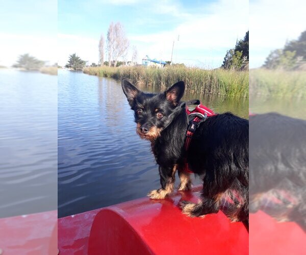 Medium Photo #3 Chihuahua-Unknown Mix Puppy For Sale in Gulfport, MI, USA