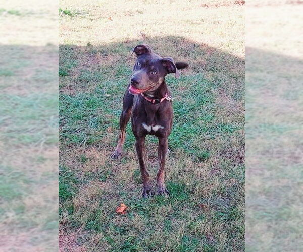 Medium Photo #4 Unknown-Weimaraner Mix Puppy For Sale in Columbus, IN, USA