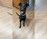 Small #2 Great Dane-Labrador Retriever Mix
