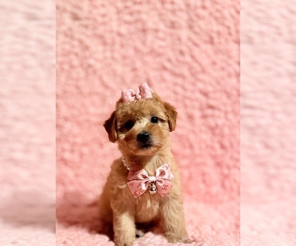 Medium Photo #5 Poodle (Toy) Puppy For Sale in REDLANDS, CA, USA