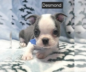Boston Terrier Puppy for sale in MINERAL WELLS, WV, USA