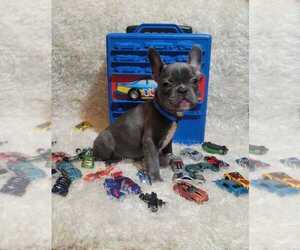 French Bulldog Puppy for sale in BONNEY LAKE, WA, USA