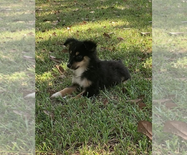 Medium Photo #2 Australian Shepherd Puppy For Sale in NACOGDOCHES, TX, USA