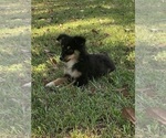 Small Photo #2 Australian Shepherd Puppy For Sale in NACOGDOCHES, TX, USA