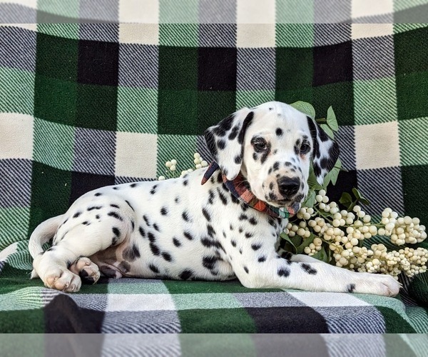 Medium Photo #5 Dalmatian Puppy For Sale in QUARRYVILLE, PA, USA