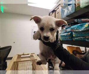 Chihuahua-Unknown Mix Dogs for adoption in Corona, CA, USA