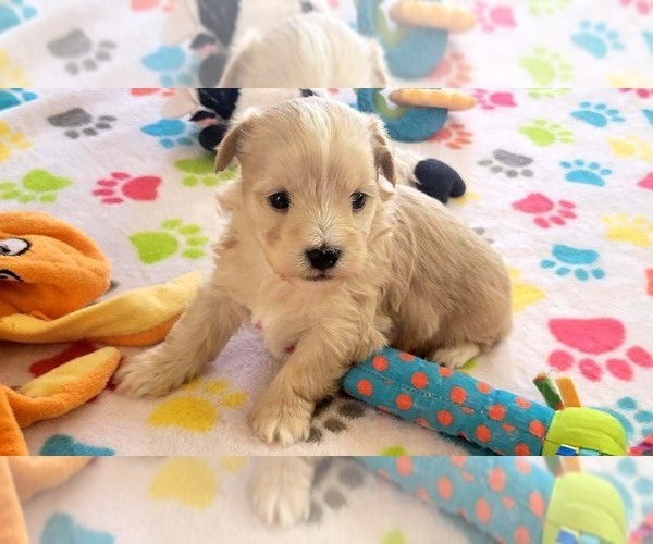 Medium Photo #13 Havanese Puppy For Sale in ORO VALLEY, AZ, USA