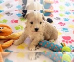 Small #12 Havanese