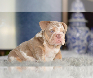 Bulldog Puppy for Sale in NORWALK, California USA