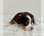 Small #8 Aussiedoodle Miniature -Miniature Bernedoodle Mix