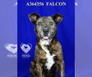 American Pit Bull Terrier-Unknown Mix Dogs for adoption in Stockton, CA, USA