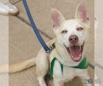 Golden Graham - Male Retriever -Unknown Mix Dog for Adoption - Small photo