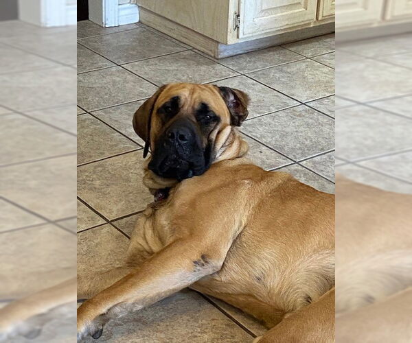 Medium Photo #3 Mastiff Puppy For Sale in Edmond, OK, USA