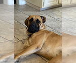 Small #2 Mastiff