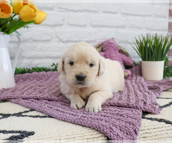 Medium Photo #2 English Cream Golden Retriever Puppy For Sale in SYRACUSE, IN, USA