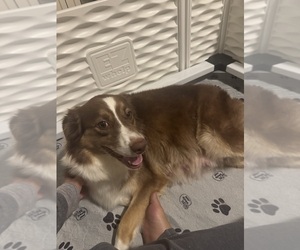 Mother of the Australian Shepherd puppies born on 09/14/2025