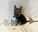Small Photo #7 German Shepherd Dog Puppy For Sale in ANNA, TX, USA