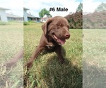 Small #13 Sheprador