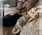 Small #3 Mutt
