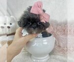 Small Shih Tzu