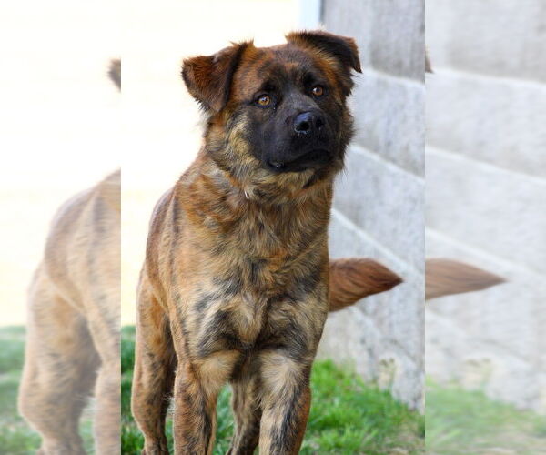 Medium Photo #1 Mutt Puppy For Sale in Evansville, IN, USA
