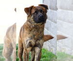 Small Mutt