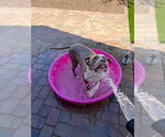 Small #19 American Staffordshire Terrier Mix