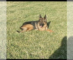 Small Photo #1 German Shepherd Dog Puppy For Sale in INDIANAPOLIS, IN, USA