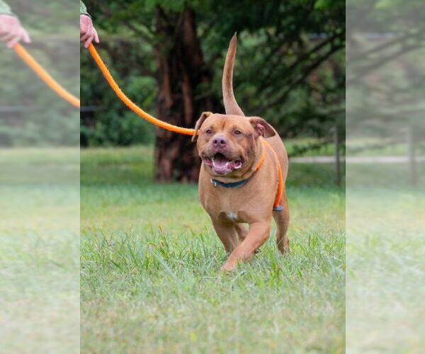 Medium Photo #2 Staffordshire Bull Terrier-Unknown Mix Puppy For Sale in Derwood, MD, USA