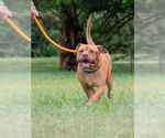 Small #1 Staffordshire Bull Terrier Mix