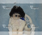 Small #15 Poodle (Toy)
