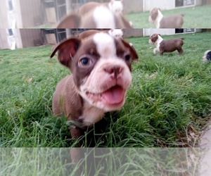 Boston Terrier Dogs for adoption in PHOENIX, AZ, USA