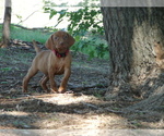 Small #1 Vizsla