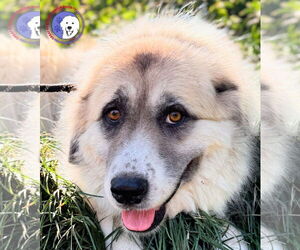 Great Pyrenees Dogs for adoption in Spring, TX, USA