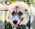 Small Great Pyrenees