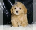 Small #3 Maltipoo